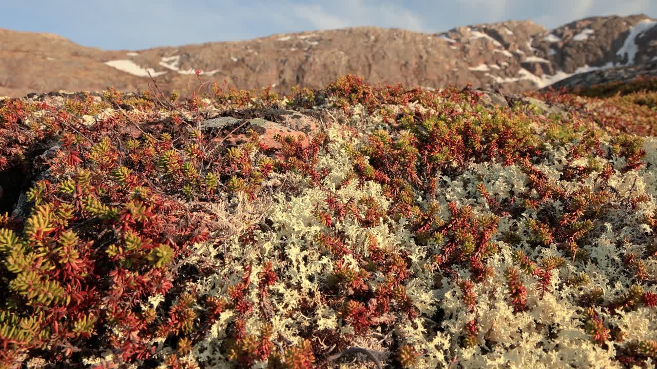 북극  ⁇ 드라 리 ⁇  모스 클로즈업. 주로 북극  ⁇ 드라, 알파인  ⁇ 드라에서 발견되며, 매우 추위에 견 ⁇  수 있습니다. 클라도니아 랭지페리나 (cladonia rangiferina), 렌더 컵 리 ⁇ 으로도 알려져 있습니다.