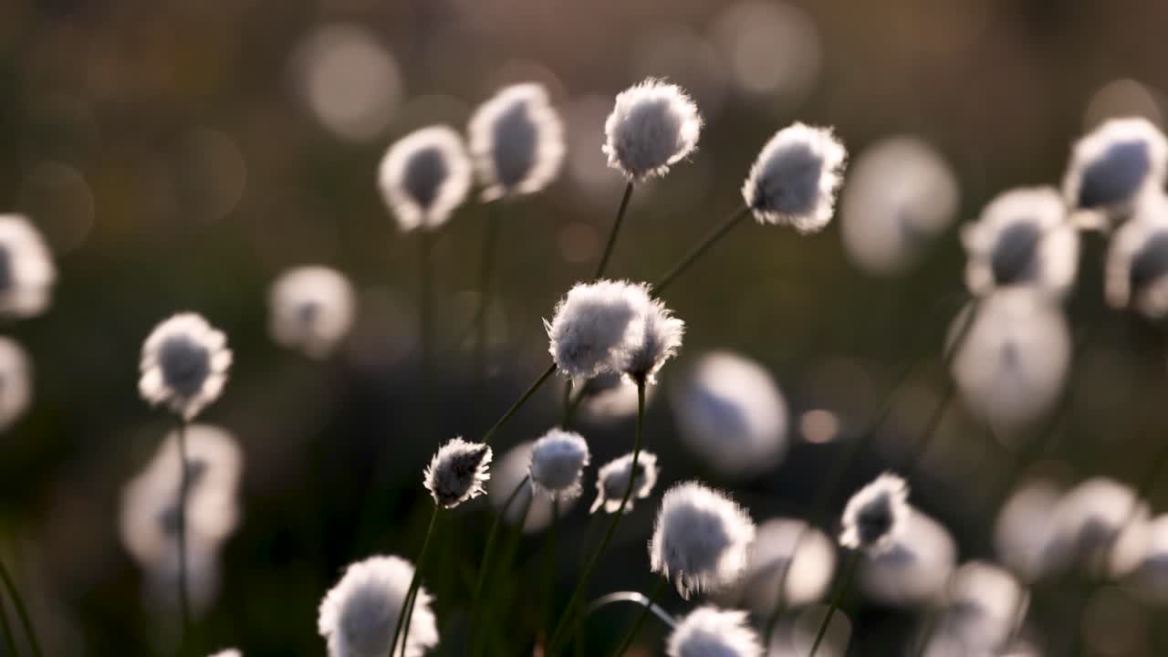 Beautiful Light Hits Cottongrass as it Sways in the Wind