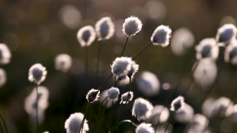 beautiful light hits cottongrass as it sways in the wind