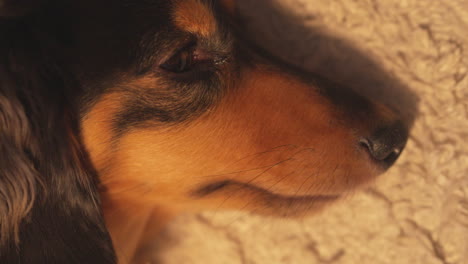 Top-down-shot-of-dachshund-sausage-dog-lying-on-a-white-rug-carpet