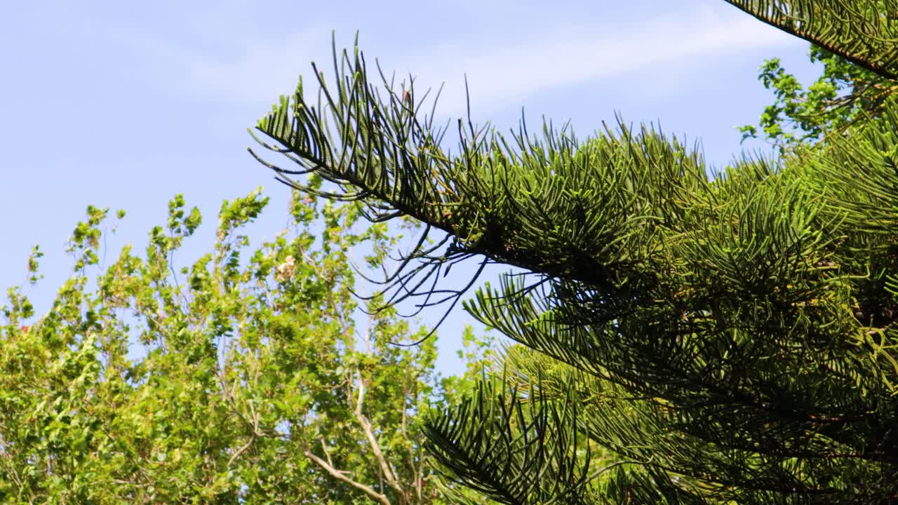 A fixed close-up shot of pine tree branches gently swaying in the wind on a day with a blue sky and some clouds in the background