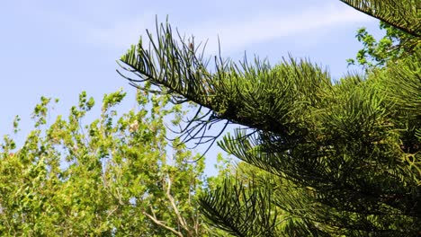 a fixed close-up shot of pine tree branches gently swaying in the wind on a day with a blue sky and some clouds in the background