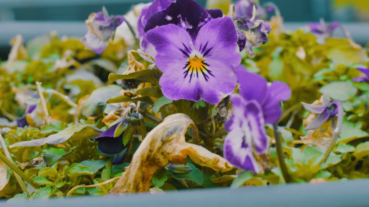 강풍과 일부 죽은 잎으로 겨울에 보라색 팬지 꽃의 정적인 클로즈업 샷