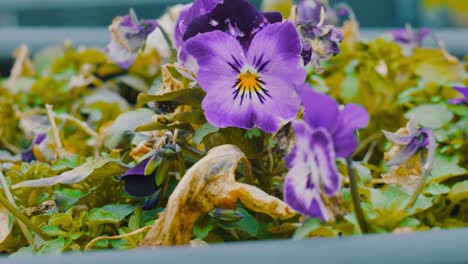 static close up shot of purple pansy flowers in the winter with high winds and some dead leaves