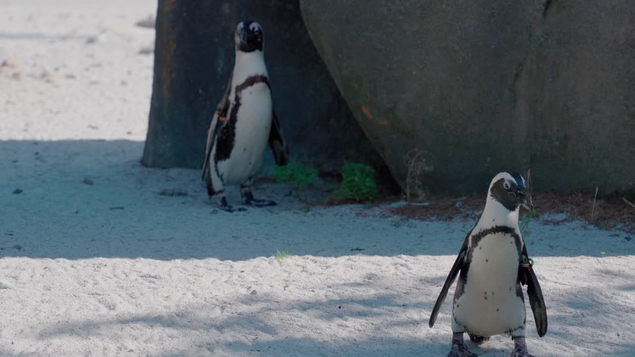 dos pingüinos africanos etiquetados spheniscus demersus se mueven en la playa junto a boulder