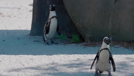 two tagged african penguins spheniscus demersus waddles on beach next to boulder
