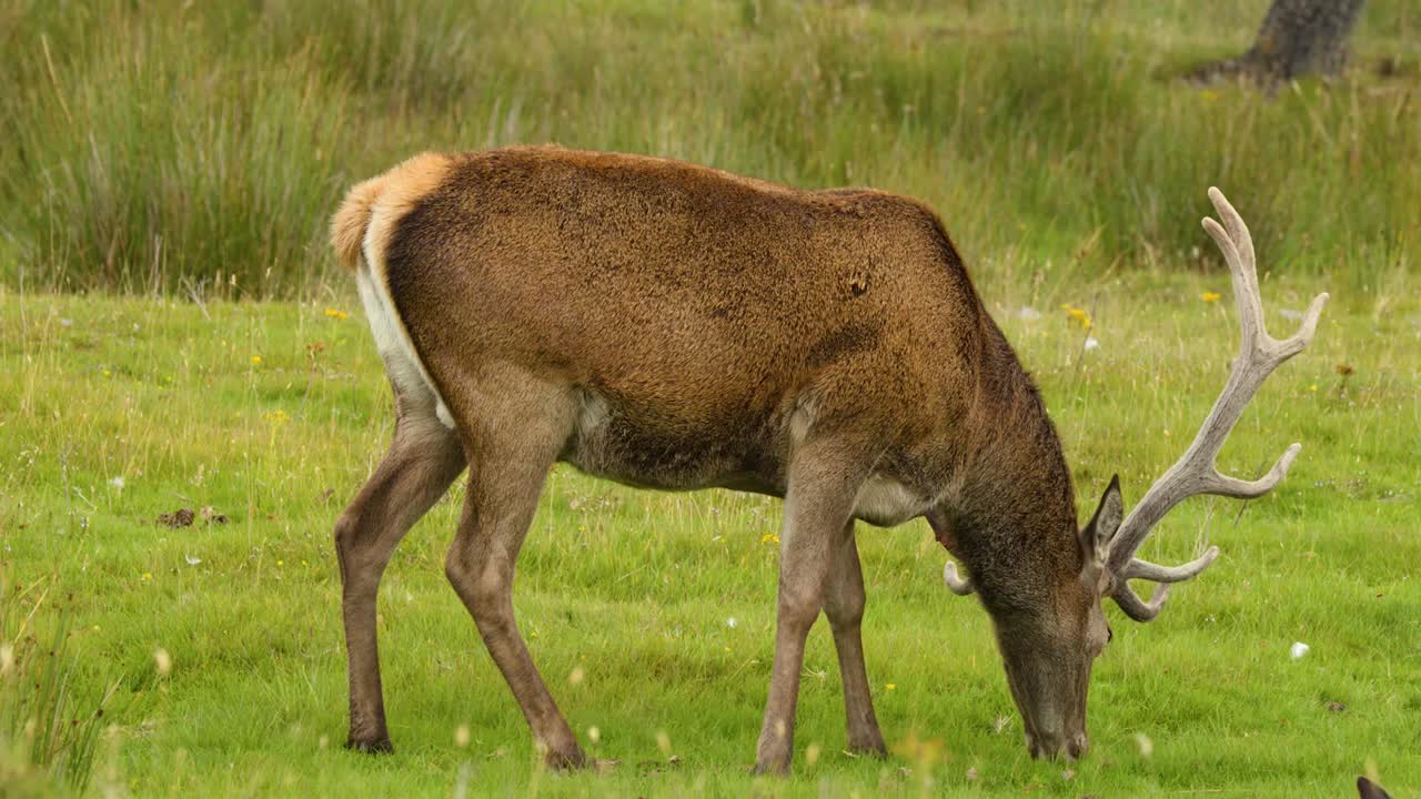 Un único ciervo rojo macho con grandes astas pasta tranquilamente en un prado verde.
