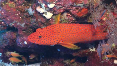 coral grouper on coral reef in the red sea