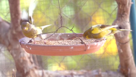 pájaro canario dentro de la jaula alimentándose y posándose sobre palos y alambres de madera