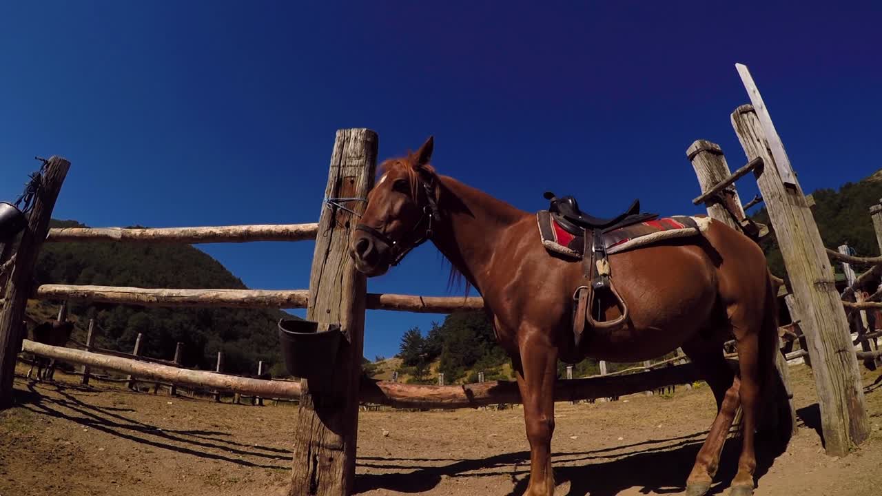 Cavalo marrom com sela em uma fazenda