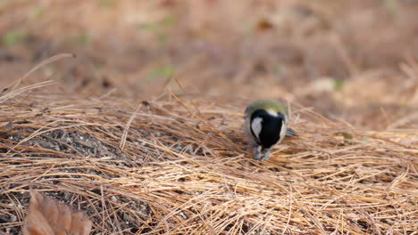teta japonesa o teta oriental comiendo en el suelo cubierto de agujas de pino caídas al atardecer