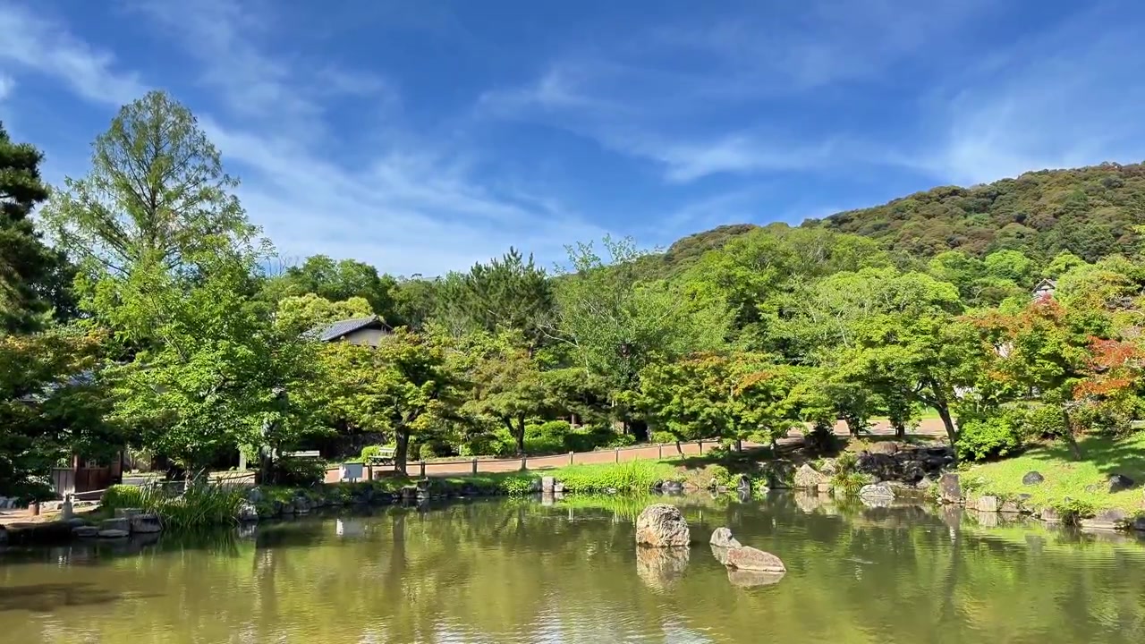 公園の澄み切った青空の下、豊かな緑と木々に囲まれた静かな池。