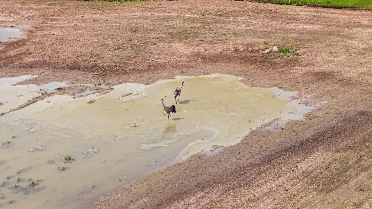 Two cranes walking through a muddy puddle on a dry, open field