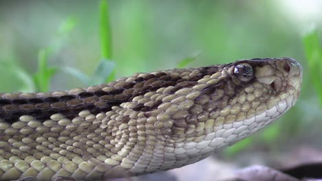 south american rattlesnake, cascabel tropical, crotalus durissus closed up head on and moves by crawling on the ground tongue, thermoreceptors, skin scales way of moving