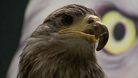 close-up of a young bald eagle with a beak malformation