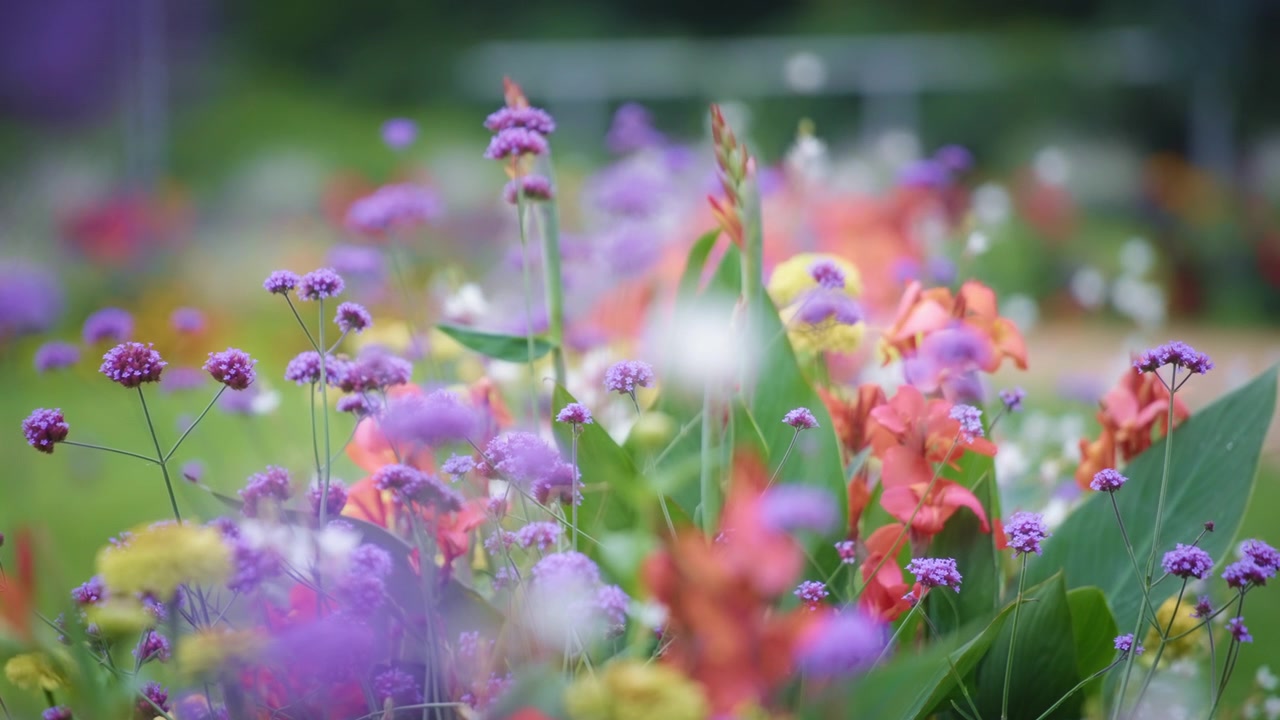 Fleurs épanouies aux couleurs vives