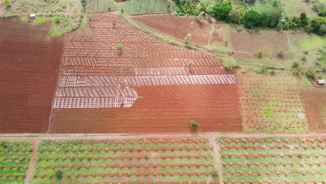 Intelligente-Landwirtschaftstechnologie---Luftdrohnenansicht-Der-Avocadofarm-In-Kenia