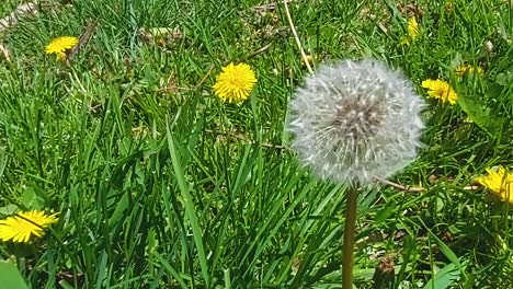 one single dandelion covered in seeds, close up