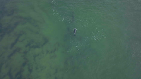 áfrica delfines no tripulados nadando en la vaina de las olas del océano jbay jeffery's bay garden route ciudad del cabo océano índico agua azul profunda de arriba hacia abajo seguir el movimiento
