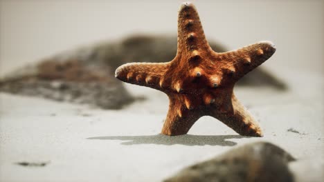 Estrella-De-Mar-Roja-En-La-Playa-Del-Océano-Con-Arena-Dorada