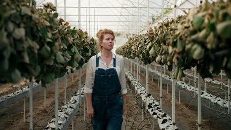 confused and sad female farmer with red hair walks through the greenhouse and examines the wilted and dry strawberry bushes on the farm