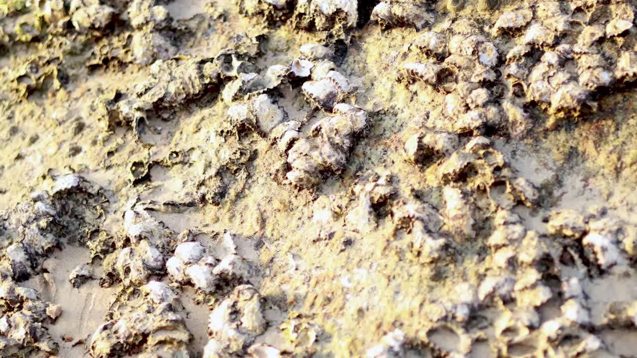 Close-up of oysters and barnacles on a sunlit rock at Karon Beach, Phuket. Natural textures and marine life in a coastal setting
