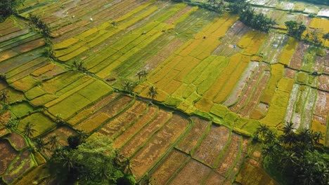 Increíbles-Filmaciones-Cinematográficas-De-Ubud,-Bali-Drone-Con-Exótica-Terraza-De-Arroz,-Pequeñas-Granjas-Y-Plantaciones-Agroforestales