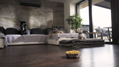 three dogs lying on sofa in design flat, bowl of dog food on the floor