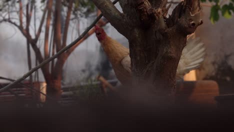 small female chicken hiding behind a tree on a poultry farm
