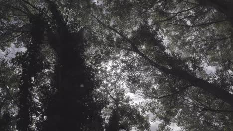 tall trees in morning in forest