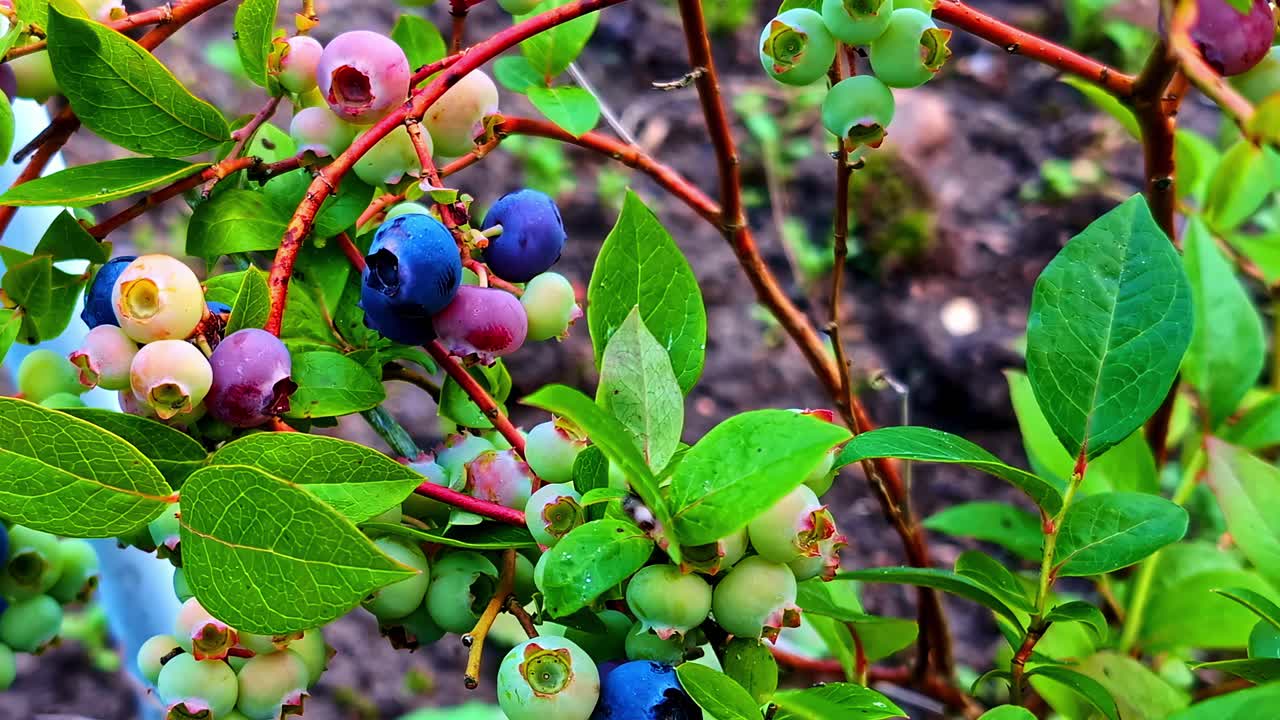 Woman's Hand Picking Ripe Blueberries In The Garden In Latvia. - closeup shot
