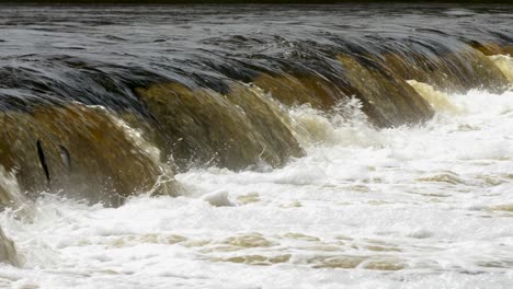 Vimba fish in Kuldiga, sunny spring day, slow motion medium shot