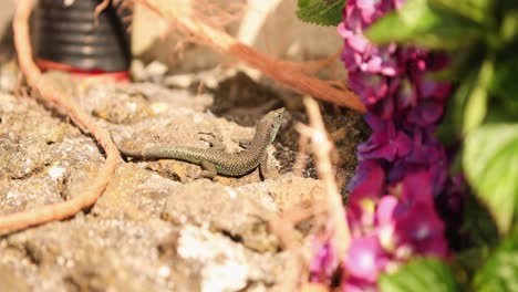 madeira lizard in terceira island, azores archipelago in portugal