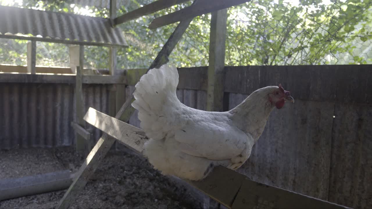 pollo blanco sentado todavía en la sombra de la luz del sol de la mañana, en la escalera de percha de madera en el gallinero