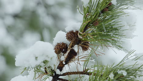 closeup of pine cones on snowy branches during winter in maine.. clip c.