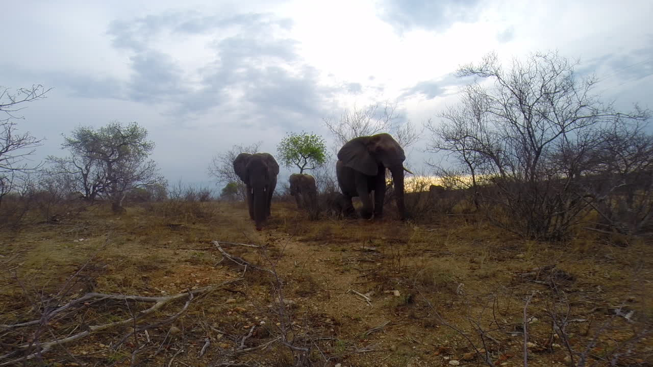 Büyük Kruger Ulusal Parkı'nın vahşi doğasında gizli bir kameranın önünden geçen küçük bir Afrika fil sürüsünün eşsiz geniş açılı çekimi; yeni doğmuş bir yavru annesine yakın yürüyor.
