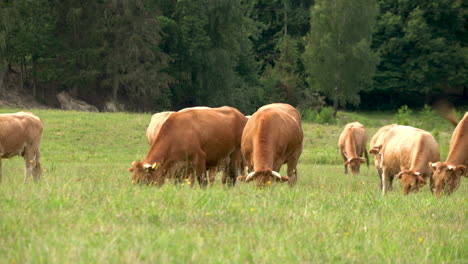 Herd-Of-Horned-Cows-Grazing-On-Lush-Pasture-Land-At-Springtime