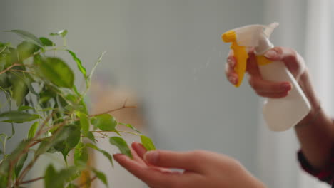 woman sprays water onto leaves of large houseplant at home