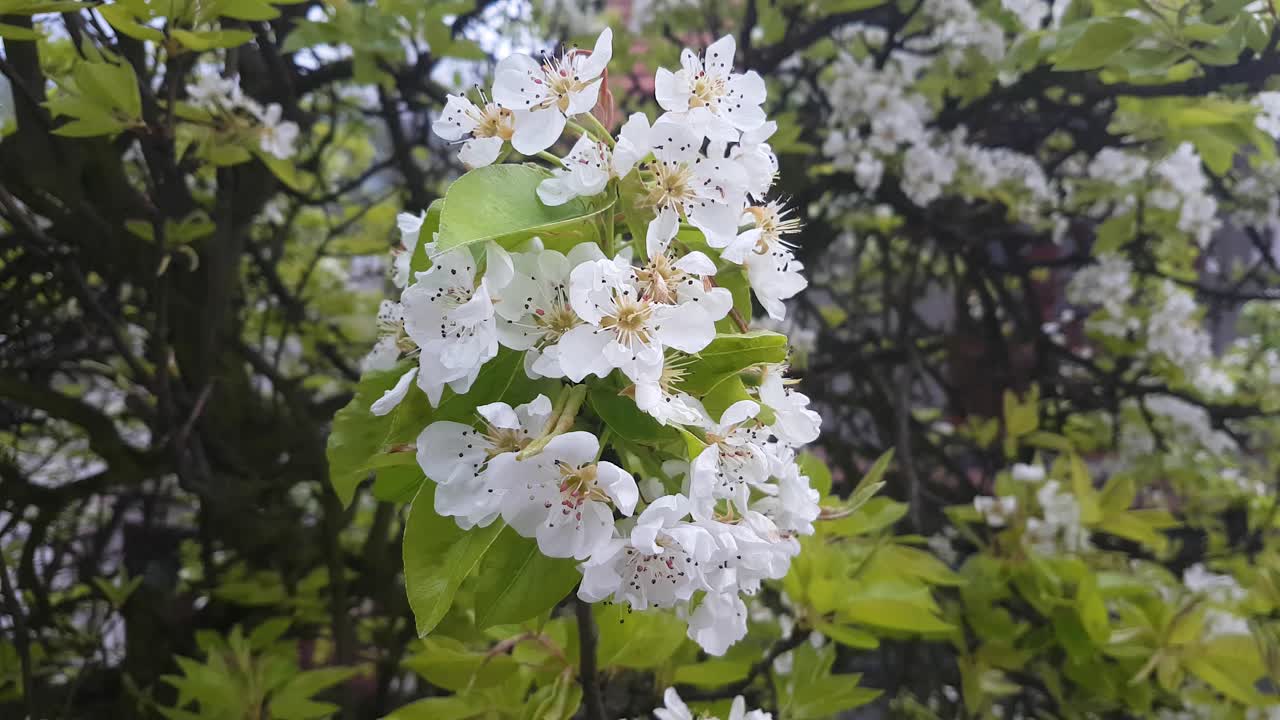 Springtime Blossom, White Pear Tree Sring Flowers on Light Breeze, Close Up