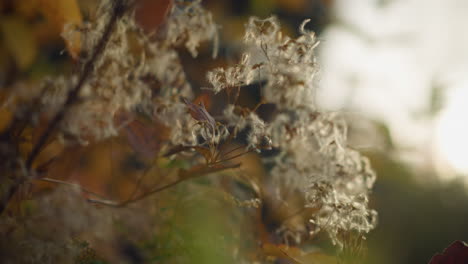 primer plano de delicadas hojas de otoño balanceándose en la brisa, iluminadas por la cálida luz del sol, fondo suave y soñador mejora la tranquilidad de la naturaleza, mostrando detalles del follaje moviéndose suavemente en el viento