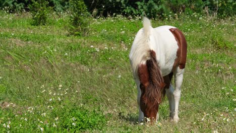 a horse with white and brown spots feeding on grass during a bright and windy morning, muak klek, thailand