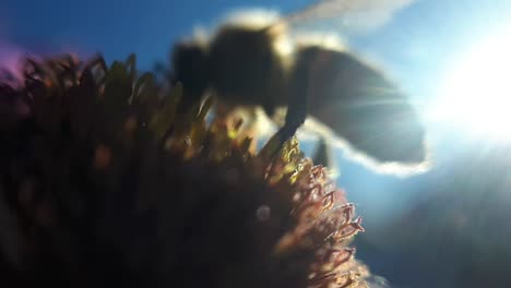 honey bee on a garden flower-4