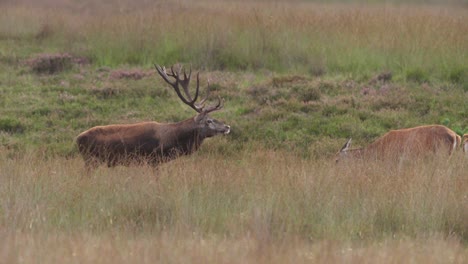 Bellowing-red-deer-stag-asserting-dominance-among-hinds,-rutting-season,-Veluwe