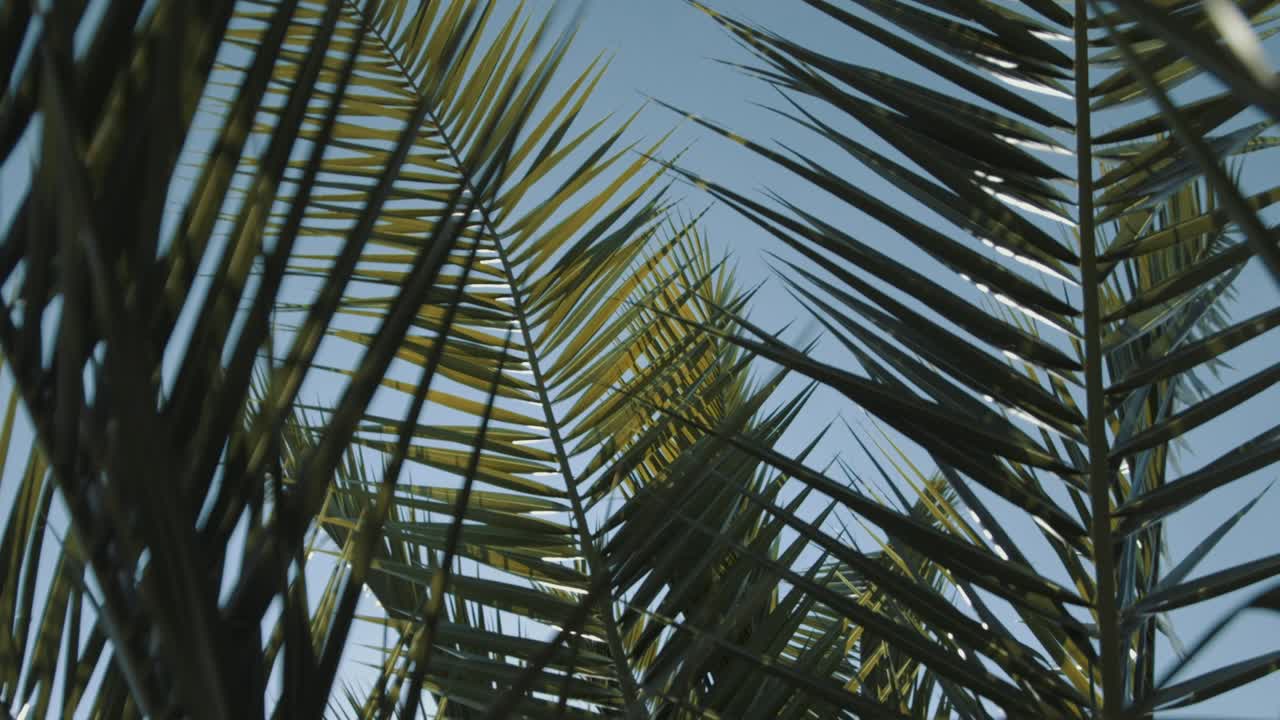 Pan shot, of a tropical palm leaf, in slow motion, from below, the sun shines through the palm leaf, that blows in the wind, in the midday sun, in the summer, in the Wilhelma, in Stuttgart, in Germany