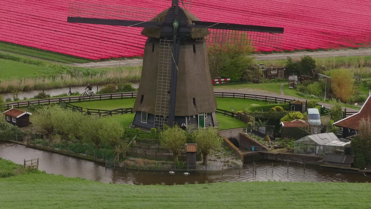 File di tulipani lungo il canale con un affascinante mulino a vento, Paesi Bassi.