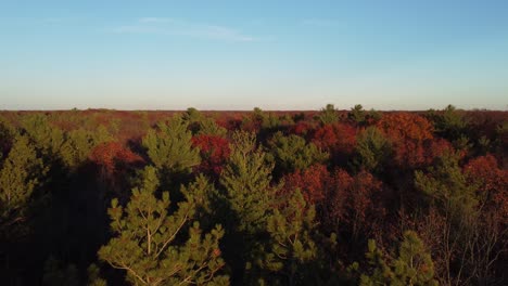 Swopping-aerial-fly-over-fall-color-trees-in-Niagra-Glen-ontario-canada-at-sunset