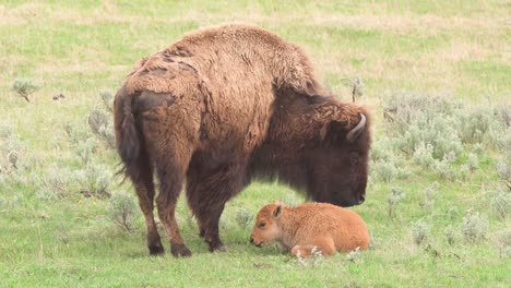 Bison-Kratzt-Sich-Am-Kopf-Neben-Kalb-Im-Yellowstone-nationalpark-In-Wyoming