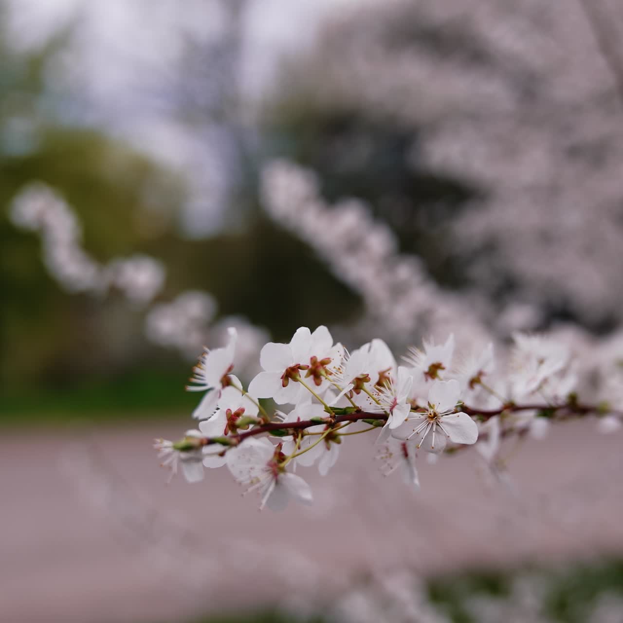 Flowers with white petals of a cherry branch. Blossom tree branch in spring time on blur background. Close-up