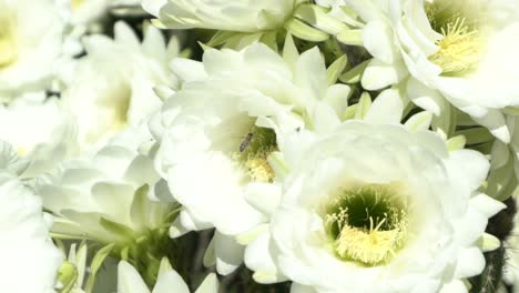 abeja a cámara lenta en flores blancas