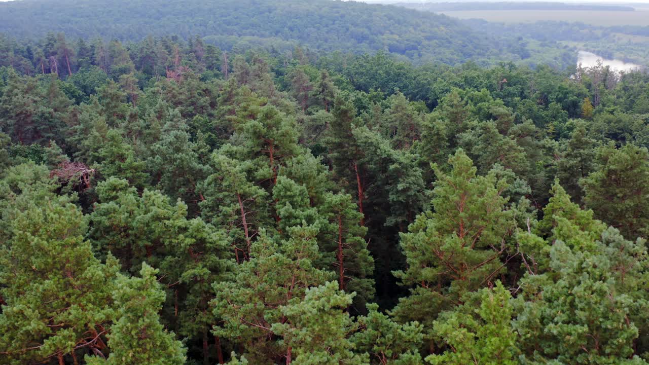 Green trees from above. Aerial forest view on top of trees